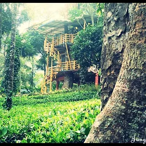 3* Bed & Breakfast Jungle Jive Tree House